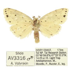 /filer/webapps/moths/media/images/M/microsticta_Siccia_AM_ANHRT_02.jpg