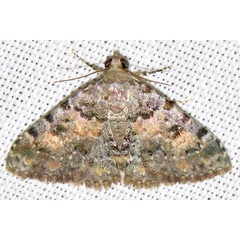 /filer/webapps/moths/media/images/S/snelleni_Metachrostis_A_Braun_05.jpg