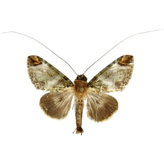 /filer/webapps/moths/media/images/R/rectilinea_Gigantoceras_AM_MCJM.jpg