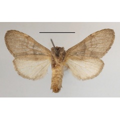 /filer/webapps/moths/media/images/M/mediata_Rhenea_AF_MGCLb_02.jpg