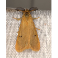 /filer/webapps/moths/media/images/Q/quadripunctata_Bracharoa_AM_Heyns_03.jpg