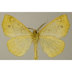 /filer/webapps/moths/media/images/A/acerata_Psilocerea_PTM_ZSMb.jpg