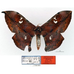 /filer/webapps/moths/media/images/S/silvaticum_Orthogonioptilum_NAT_RBINS_01_4yuPupR.jpg