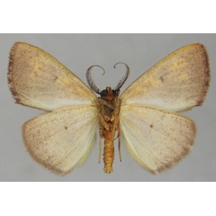 /filer/webapps/moths/media/images/P/percitraria_Oaracta_AM_ZSMb_XnYozc4.jpg