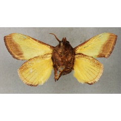 /filer/webapps/moths/media/images/V/valida_Parasa_HT_BMNHb.jpg