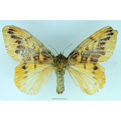 /filer/webapps/moths/media/images/N/nigrivenis_Lechriolepis_AF_Basquin_01.jpg