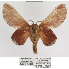 /filer/webapps/moths/media/images/M/micha_Nirbiana_AF_TMSA_02.jpg