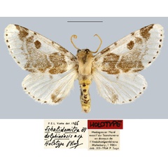 /filer/webapps/moths/media/images/D/delphinensis_Schalidomitra_HT_MNHN.jpg