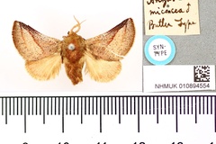 Omocenops micacea