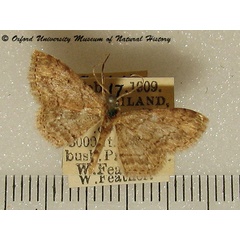 /filer/webapps/moths/media/images/S/sagittilinea_Scopula_A_OUMNH_02.jpg