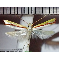 /filer/webapps/moths/media/images/T/toga_Tonza_HT_RMNH.jpg