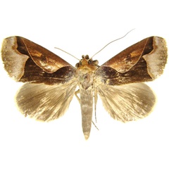 /filer/webapps/moths/media/images/C/camerunica_Euminucia_AM_MCJM.jpg