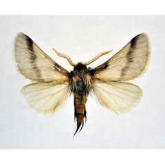 /filer/webapps/moths/media/images/J/jordana_Thaumetopoea_AM_NHMO_01.jpg