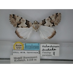 /filer/webapps/moths/media/images/E/eudela_Halochroa_PT_RMCA_01.jpg