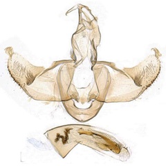/filer/webapps/moths/media/images/M/maruana_Lecithocera_GMHT_SDEI_4194.jpg