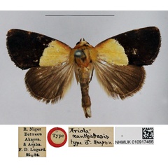 /filer/webapps/moths/media/images/X/xanthobasis_Ariola_HT_NHMUK.jpg