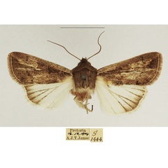 /filer/webapps/moths/media/images/U/usta_Mythimna_AM_TMSA_01.jpg
