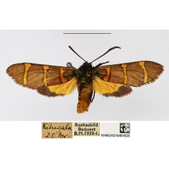 /filer/webapps/moths/media/images/L/lautuscula_Arniocera_A_NHMUK_02.jpg