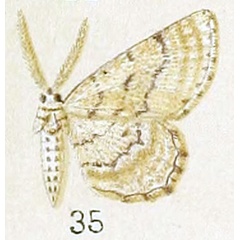 /filer/webapps/moths/media/images/I/incauta_Alcis_HT_Prout_25-35.jpg