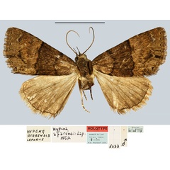 /filer/webapps/moths/media/images/A/afarensis_Hypena_HT_MNHN.jpg