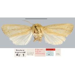 /filer/webapps/moths/media/images/E/enanouae_Sesamia_AT_MNHN.jpg