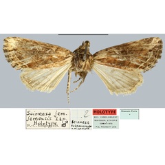 /filer/webapps/moths/media/images/J/jemjemensis_Sciomesa_HT_MNHN.jpg