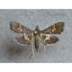 /filer/webapps/moths/media/images/F/falsidicalis_Syngamia_A_Butler.jpg