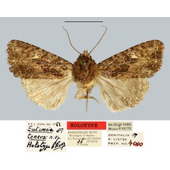 /filer/webapps/moths/media/images/T/tenera_Eutamsia_HT_MNHN.jpg