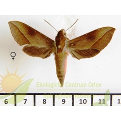 /filer/webapps/moths/media/images/B/batschii_Hippotion_AF_SMCR_02.jpg