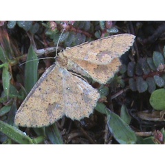 /filer/webapps/moths/media/images/L/leonaria_Cyclophora_A_Guyonnet.jpg