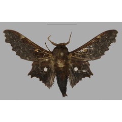 /filer/webapps/moths/media/images/T/tripunctata_Mimopacha_AM_Mueller_02.jpg