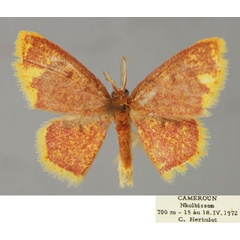 /filer/webapps/moths/media/images/L/leighata_Chrysocraspeda_A_ZSM_01.jpg