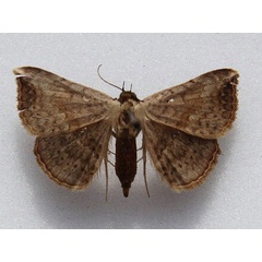 /filer/webapps/moths/media/images/B/brachypecten_Maxera_A_Goff.jpg
