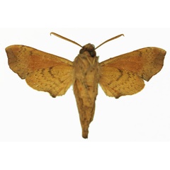 /filer/webapps/moths/media/images/N/namaqua_Temnora_AM_Basquinb.jpg