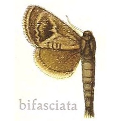 /filer/webapps/moths/media/images/B/bifasciata_Metarbela_HT_MfN.jpg