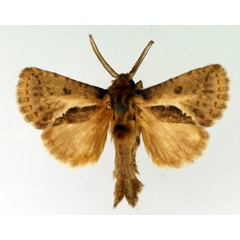 /filer/webapps/moths/media/images/B/bivittata_Marshalliana_AM_TMSA_02.jpg