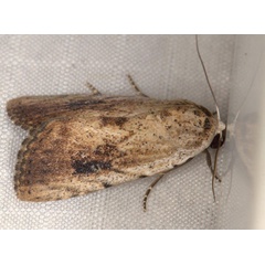 /filer/webapps/moths/media/images/B/brunnescens_Lophotidia_A_Heyns_02.jpg