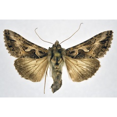 /filer/webapps/moths/media/images/C/circumflexa_Cornutiplusia_AM_NHMO.jpg