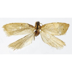 /filer/webapps/moths/media/images/H/humilaria_Clepsis_HT_RMCA.jpg