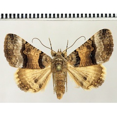 /filer/webapps/moths/media/images/B/balnearia_Tytroca_AF_Fiebig.jpg