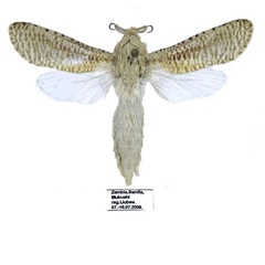 /filer/webapps/moths/media/images/S/staudei_Davidlivingstonia_PTM_MWM.jpg