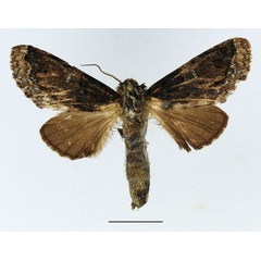 /filer/webapps/moths/media/images/X/xylostola_Ulinella_AM_Basquin_03.jpg