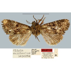 /filer/webapps/moths/media/images/C/cupricolor_Oligia_HT_MNHN.jpg