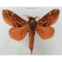 /filer/webapps/moths/media/images/B/bifascia_Eutricha_AM_TMSA.jpg