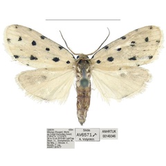 /filer/webapps/moths/media/images/M/megista_Siccia_PTM_ANHRT_02.jpg