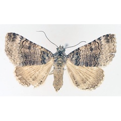 /filer/webapps/moths/media/images/P/polycyma_Tytroca_AF_TMSA_03.jpg