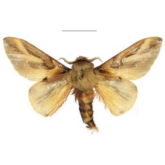 /filer/webapps/moths/media/images/A/adalensis_Leptometa_PTM_Mueller_02.jpg