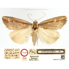 /filer/webapps/moths/media/images/A/abunda_Epimecia_HT_BMNH_HPLyFvs.jpg