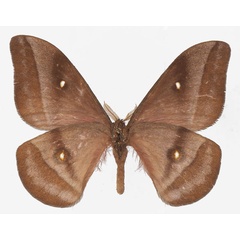 /filer/webapps/moths/media/images/C/cleoris_Gonimbrasia_AM_Basquinb.jpg