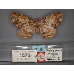/filer/webapps/moths/media/images/L/leroyae_Xylopteryx_AT_RMCA_01.jpg